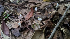 Burmannia cryptopetala