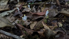 Burmannia cryptopetala