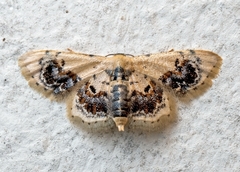 Idaea macrospila