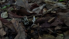 Burmannia cryptopetala