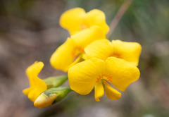 Dillwynia floribunda