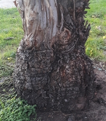 Eucalyptus leucoxylon leucoxylon