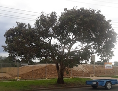 Eucalyptus leucoxylon leucoxylon