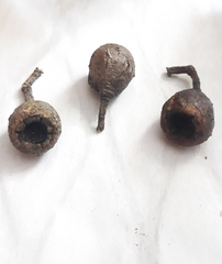 Eucalyptus leucoxylon leucoxylon