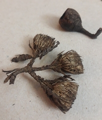 Eucalyptus leucoxylon leucoxylon