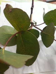 Eucalyptus leucoxylon leucoxylon