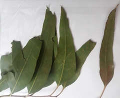 Eucalyptus leucoxylon leucoxylon