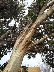 Eucalyptus leucoxylon leucoxylon