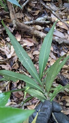 Symplocos wikstroemiifolia