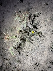 Cylindropuntia davisii