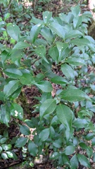 Symplocos shilanensis