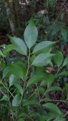 Symplocos shilanensis