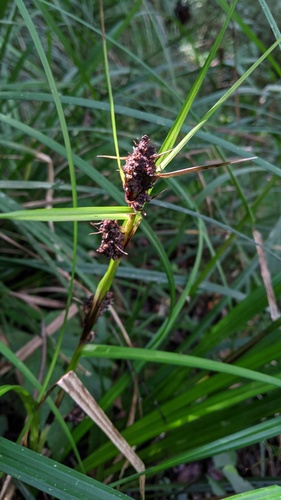 Gahnia tristis iNat (2)