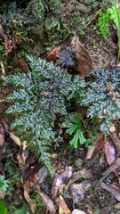 Trichomanes obscurum