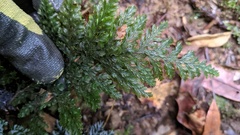 Trichomanes obscurum