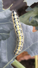 Pieris brassicae
