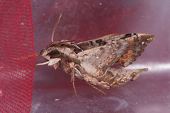 Eupanacra