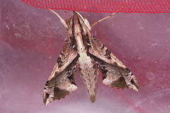 Eupanacra