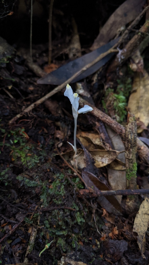 Burmannia cryptopetala (Burmannia cryptopetala)