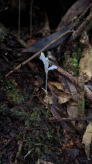 Burmannia cryptopetala