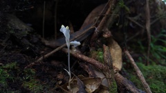 Burmannia cryptopetala