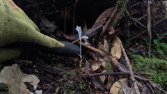 Burmannia cryptopetala