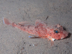 Large-Scaled Gurnard photo 5