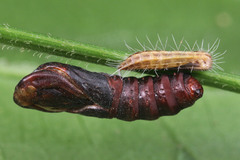 Lepidoptera