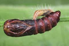 Lepidoptera