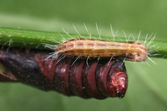 Lepidoptera