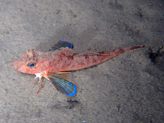Large-Scaled Gurnard photo 3
