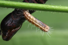 Lepidoptera