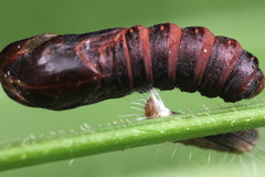 Lepidoptera