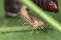 Lepidoptera