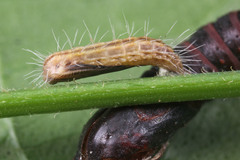 Lepidoptera
