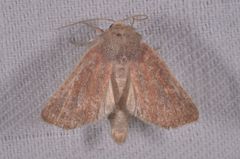 Photedes fluxa
