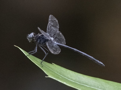 Pornothemis starrei