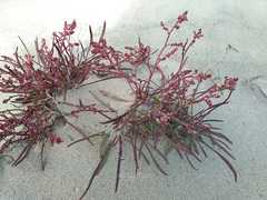Rumex graminifolius