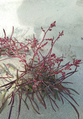 Rumex graminifolius