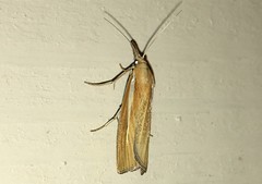 Agriphila selasella