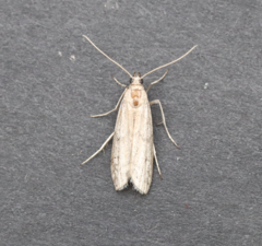 Vitula serratilineella