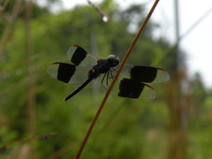 Erythrodiplax umbrata