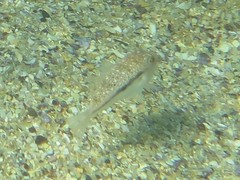 Torquigener squamicauda