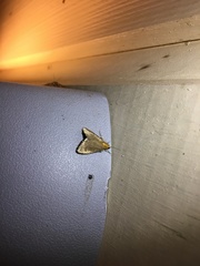 Evergestis aenealis