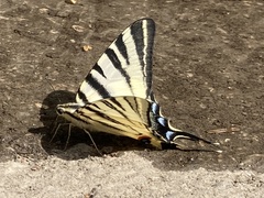 Iphiclides podalirius