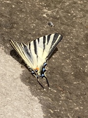 Iphiclides podalirius
