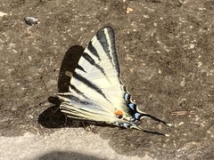 Iphiclides podalirius