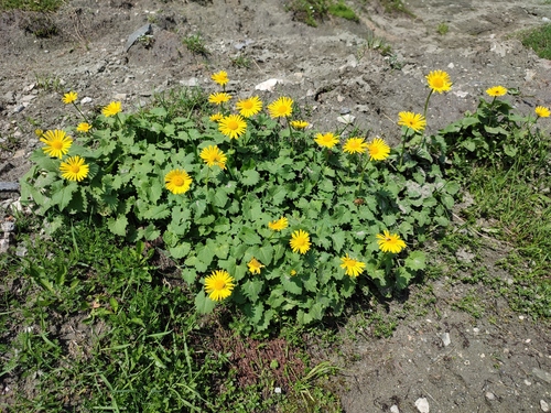 Doronicum carpaticum, photograph 6
