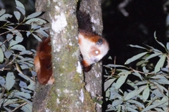 Red and White Giant Flying Squirrel photo 5
