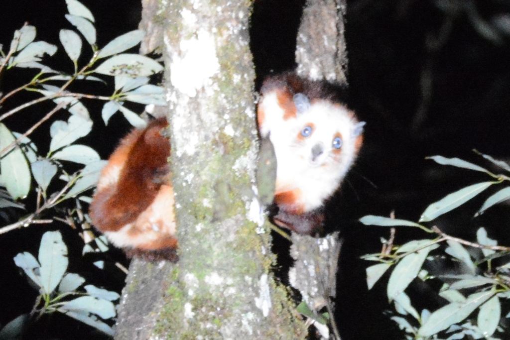 Mainland Redandwhite Giant Flying Squirrel (Petaurista alborufus) Know Your Mammals